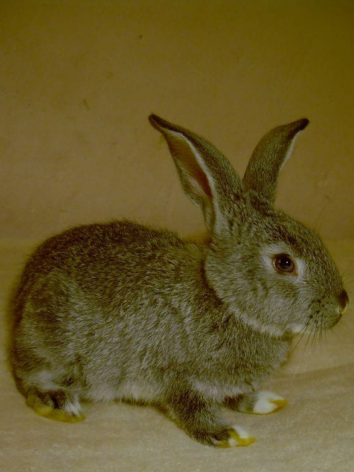 Bożenka :))) #królik #króliki #zwierzęta #Bożenka