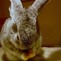 Bożenka się pucuje :))) #królik #króliki #zwierzęta #Bożenka