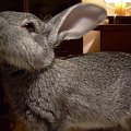 Bożenka ciekawe jajeczko:)))) #królik #króliki #zwierzęta #Bożenka