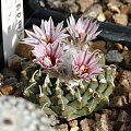 Turbinicarpus panarottoii