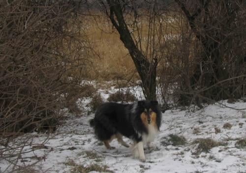 FLUFFY LOVELY ANGEL Hippocampus :-) #Fluffy #FLUFFYLOVELYANGELHippocampus #collie #owczarek #PiesWZimie