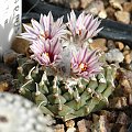 Turbinicarpus panarottoii