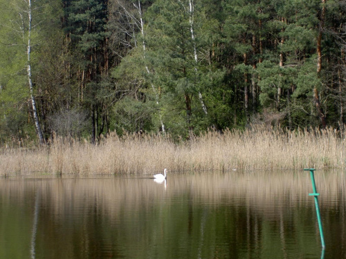 Morasko, pobliże mojego wydziału