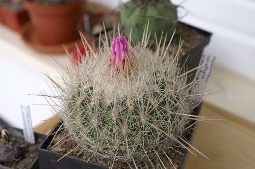 Thelocactus macdowelli