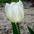 #tulipan #kwiat #kwiaty #tulipany #ogród #ogrody