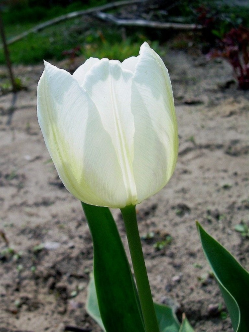 #tulipan #kwiat #kwiaty #tulipany #ogród #ogrody