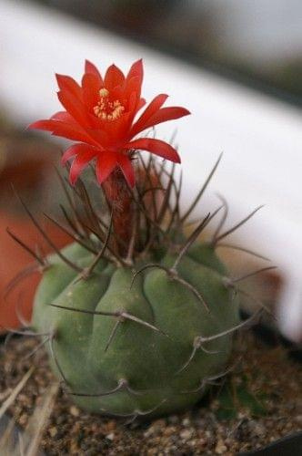 Matucana madisoniorum