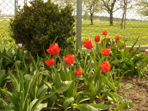 Sesja tulipanów