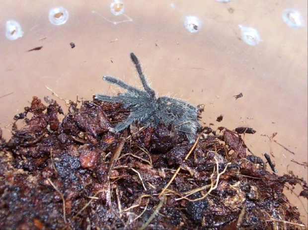 Haplopelma lividum