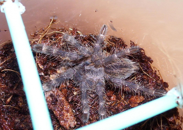 Poecilotheria fasciata