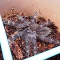 Poecilotheria fasciata