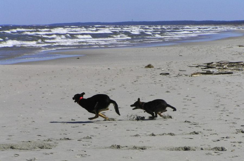 PsoSzczurzyce na plaży w Krynicy :) #psy #plaża