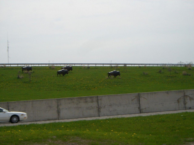 Buffalos in Buffalo