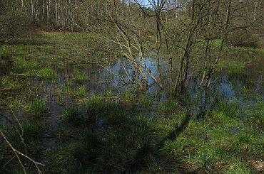 #zieleń #trawa #drzewa #spacer #natura #las #widok #PunktWidokowy #pole #ścieżka #warmia #mazury #OkoliceOlsztyna