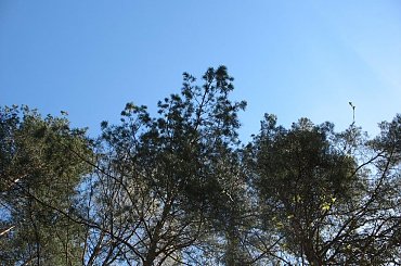 #zieleń #trawa #drzewa #spacer #natura #las #widok #PunktWidokowy #pole #ścieżka #warmia #mazury #OkoliceOlsztyna