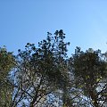 #zieleń #trawa #drzewa #spacer #natura #las #widok #PunktWidokowy #pole #ścieżka #warmia #mazury #OkoliceOlsztyna