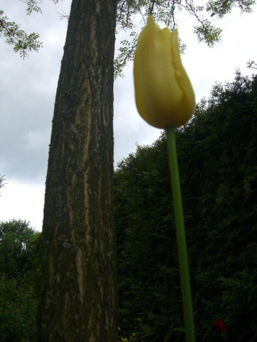 #tulipan