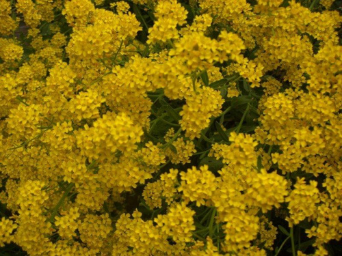 #kwiatki #żółty