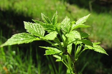 #zieleń #trawa #drzewa #spacer #natura #las #widok #PunktWidokowy #pole #ścieżka #warmia #mazury #OkoliceOlsztyna