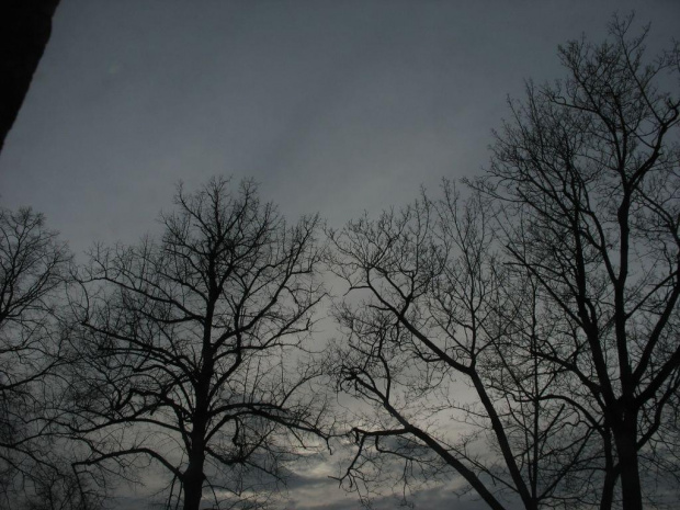 #noc #drzewa #horror #ciemność