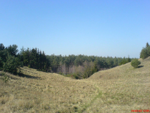 Las na osiedlu leśnym