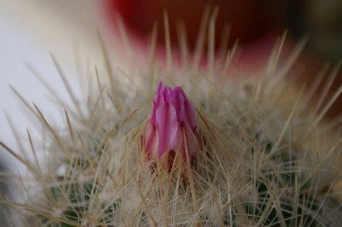 Thelocactus macdowelli 09.05.07