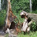 Koluszki, przyroda, Rochna, stary złamany dąb, były pomnik przyrody #Koluszki #Rochna #Dąb #PomnikPrzyrody