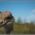 Wambierzyce - Skansen (mini zoo)