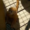 Niewidoczna tu ( robiąca zdjęcie ) Małgorzata podziwia rozkosznego małpiszonka w oliwskim zoo
