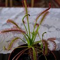 Drosera Capensis