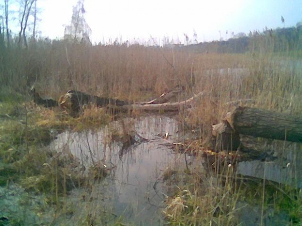 Efekt pracy boberów ;P nad zalewem Sobótka