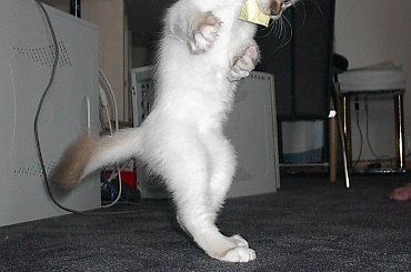 zabawa z kotkiem (rasa św.bismark) czapa #KOTYZABAWA