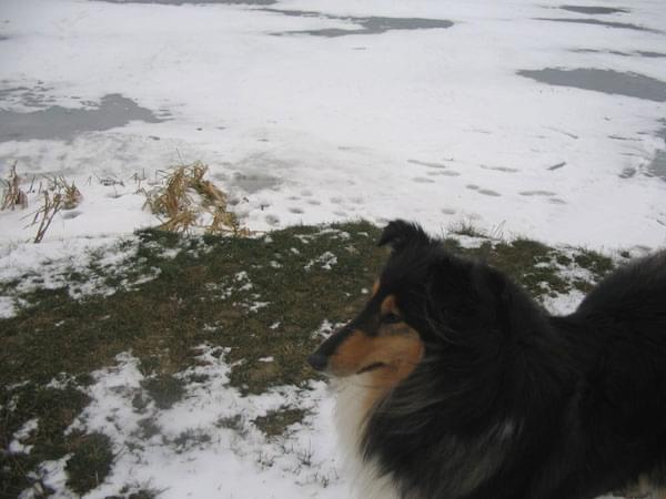 FLUFFY LOVELY ANGEL Hippocampus na spacerze :) #FLUFFYLOVELYANGELHippocampus #collie #owczarek #lassie #spacer #zima