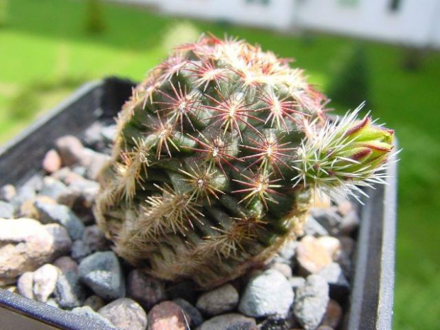 Echinocereus viridiflorys