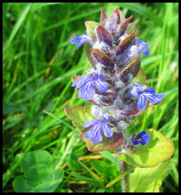 Ajuga reptans L. - Dąbrówka rozłogowa