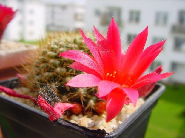 Rebutia violaciflora