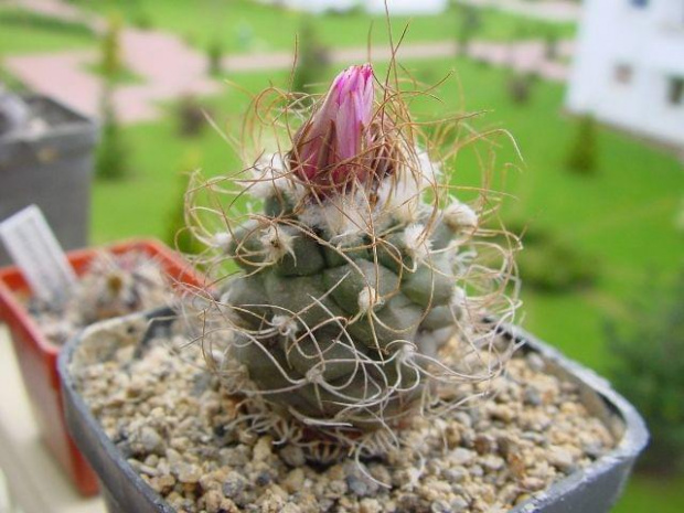 Turbinicarpus