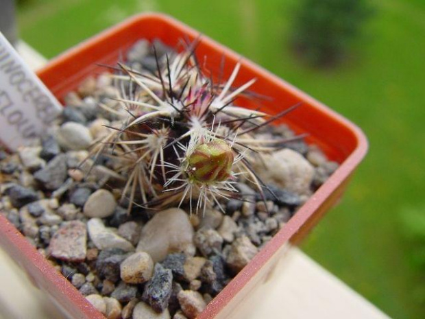 Echinocereus viridiflorus v. davisii