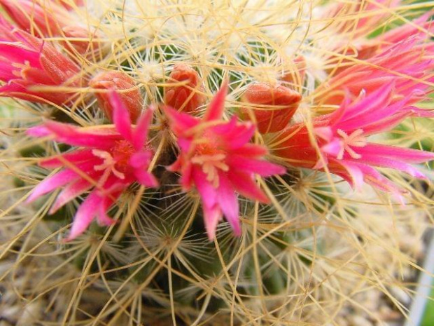 Mammillaria