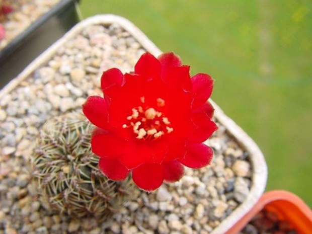 Sulcorebutia