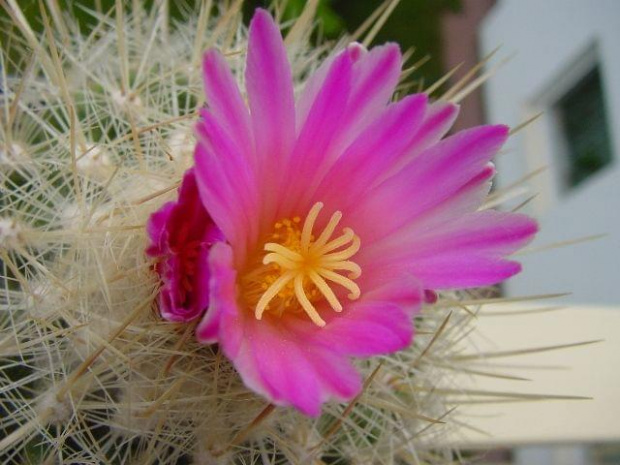 Thelocactus macdowelli