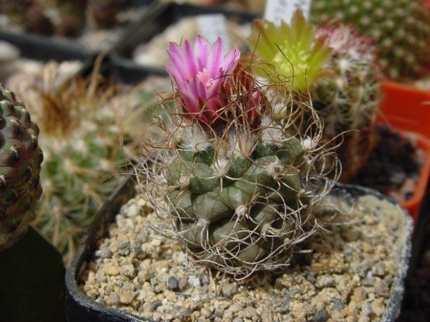 Turbinicarpus