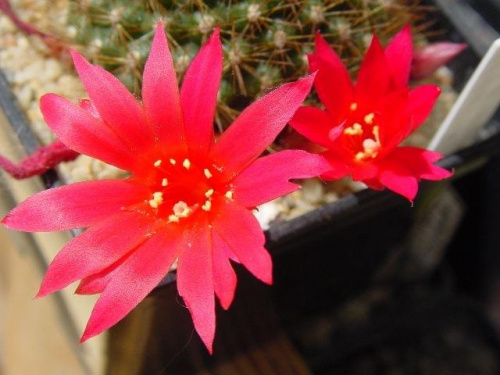 Rebutia violacilora