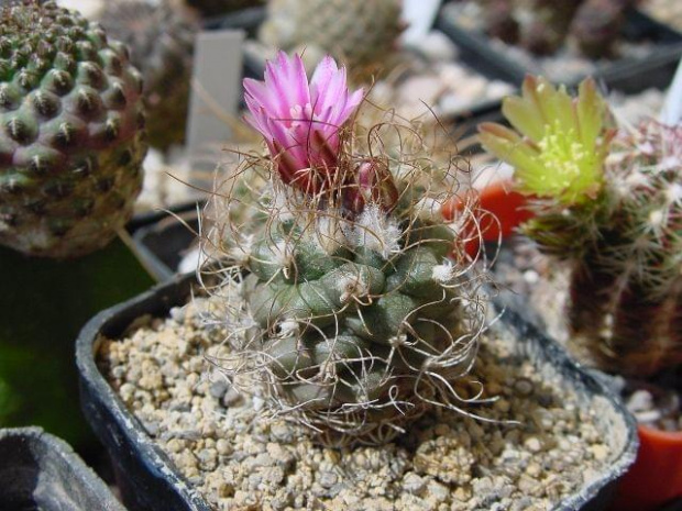 Turbinicarpus