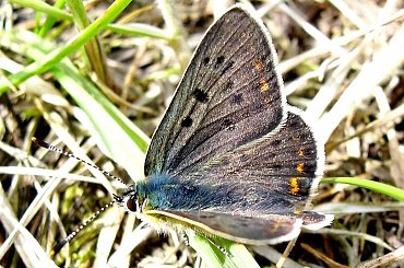 #natura #przyroda #owady #motyl