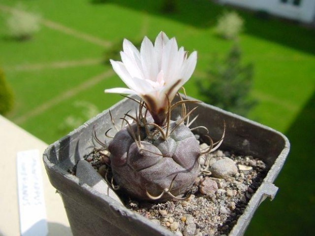 Turbinicarpus klinkerianus