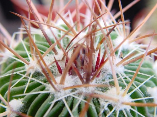 Stenocactus