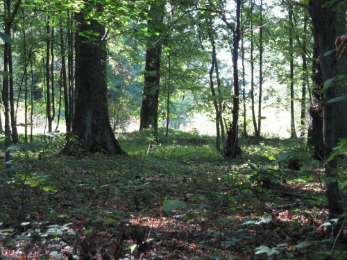 las z perspektywy żab i krasnoludków