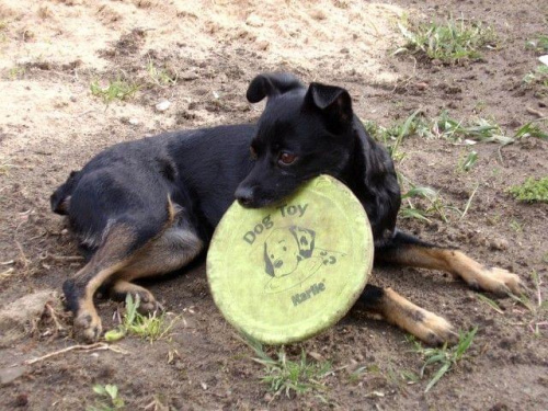 Bajka i frisbee