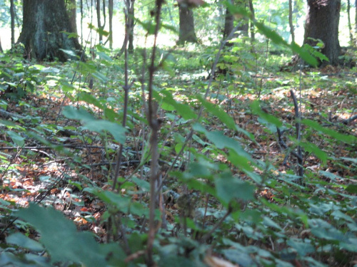 las z perspektywy żab i krasnoludków